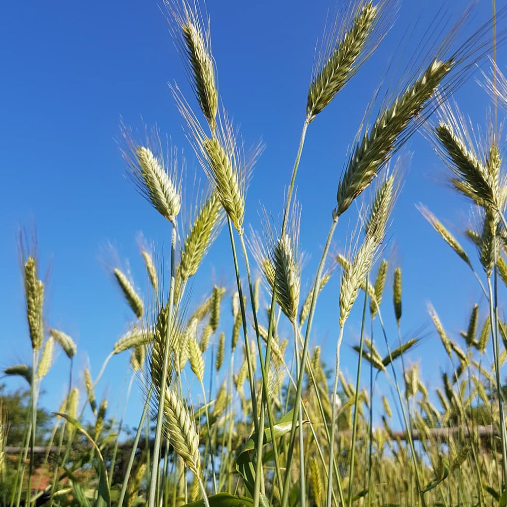 Fridge Triticale Seed