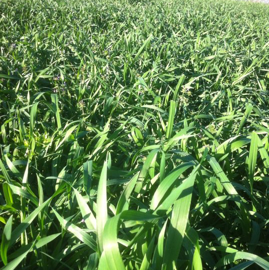 Gainer 154 Triticale Seed