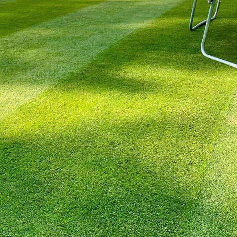 Galactic Perennial Ryegrass Seed, 50 Lb Bag