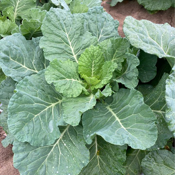 Georgia Southern Collard Seed