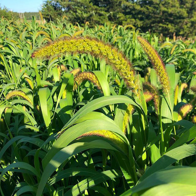 German “R” Foxtail Millet Seed, 50 Lb Bag