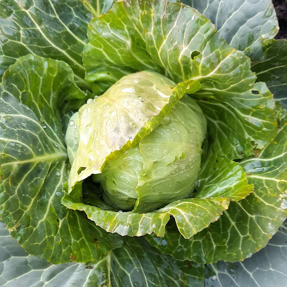Golden Acre Cabbage Seed