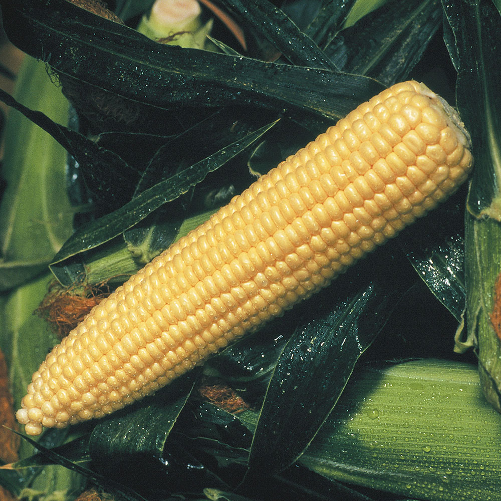 Golden Queen Sweet Corn Seed