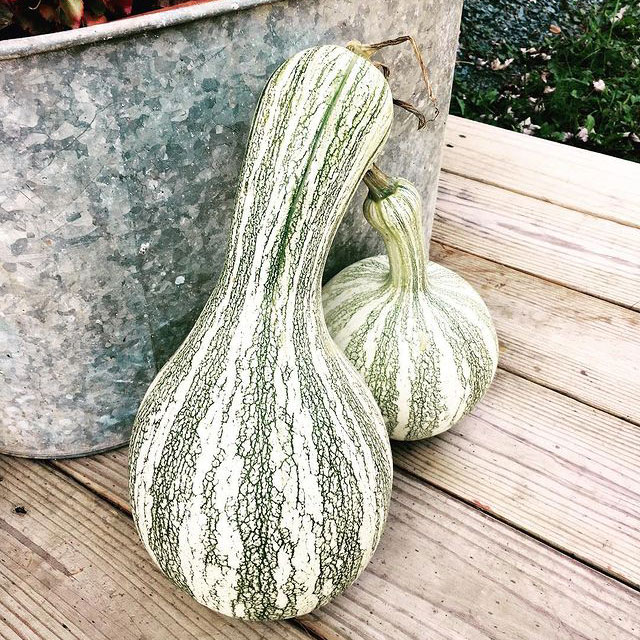 Green Striped Cushaw Pumpkin Seed
