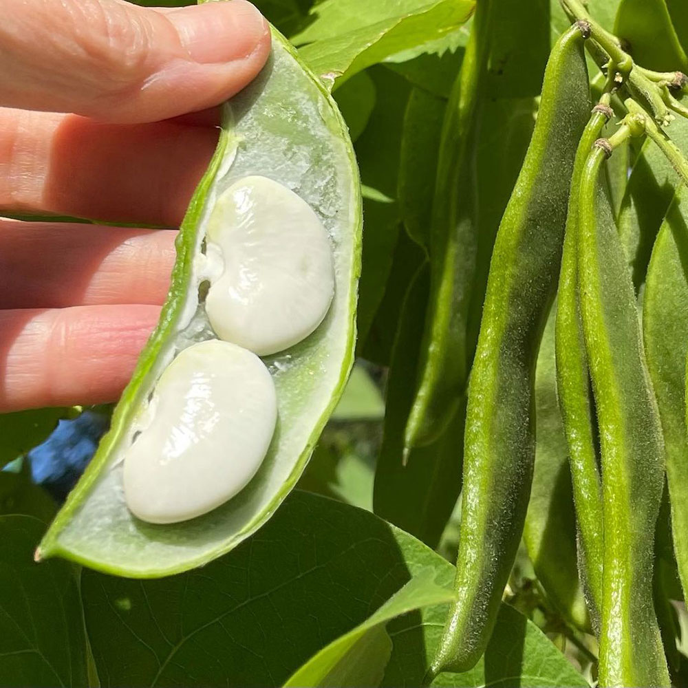 Henderson Bush Lima Bean Seed