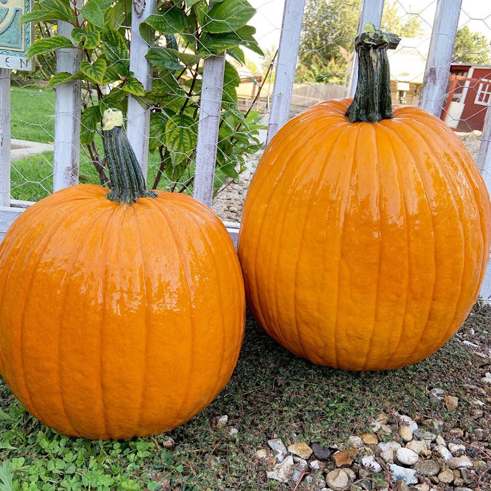 Howden Field Pumpkin Seed