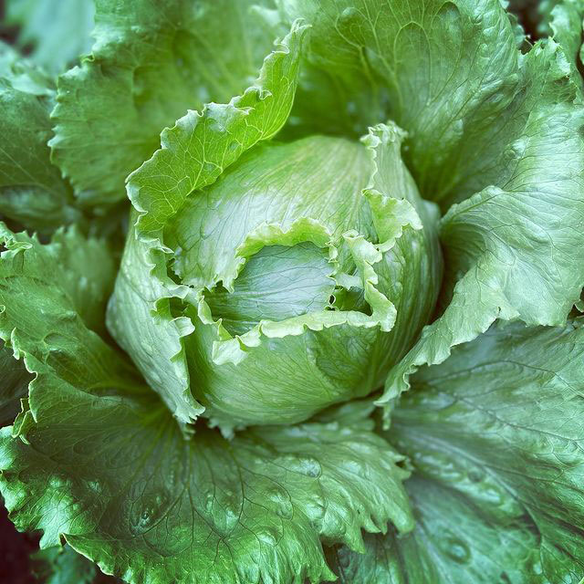 Iceberg Lettuce Seed