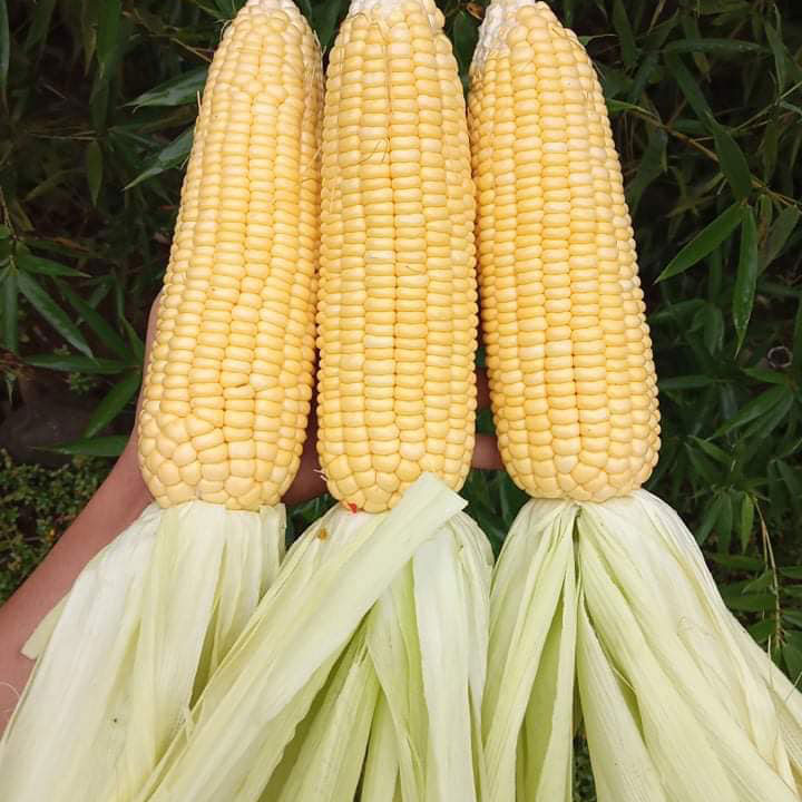 Illini XTRA Sweet Corn Seed