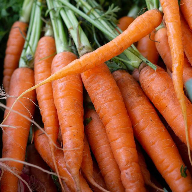 Imperator 58 Carrot Seed