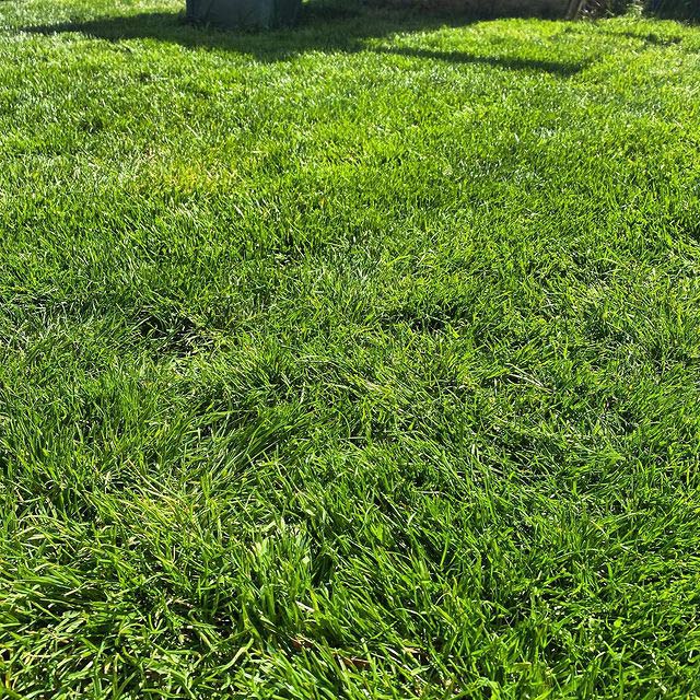 Plantwise Imperial Lawn Seed Mixture, 50 Lb Bag
