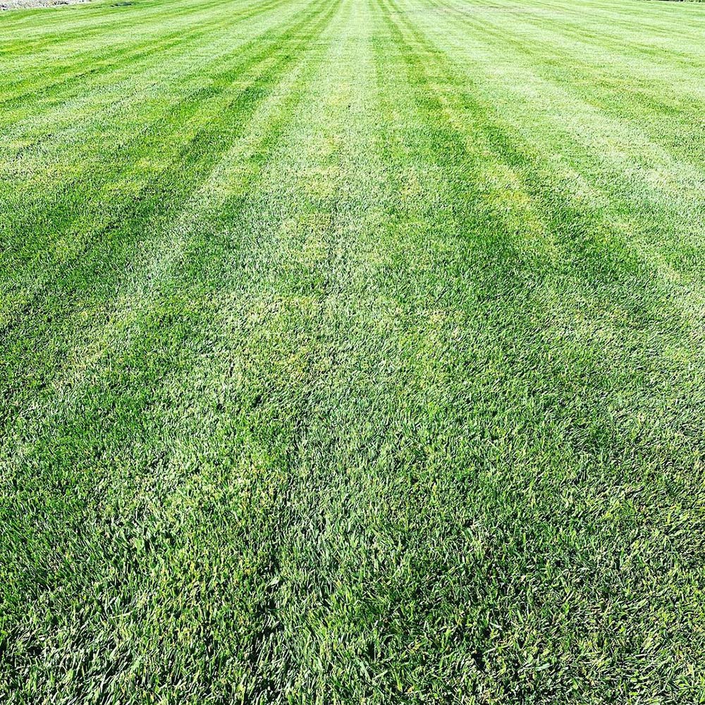 Indy General Purpose Seed Mixture, 50 Lb Bag