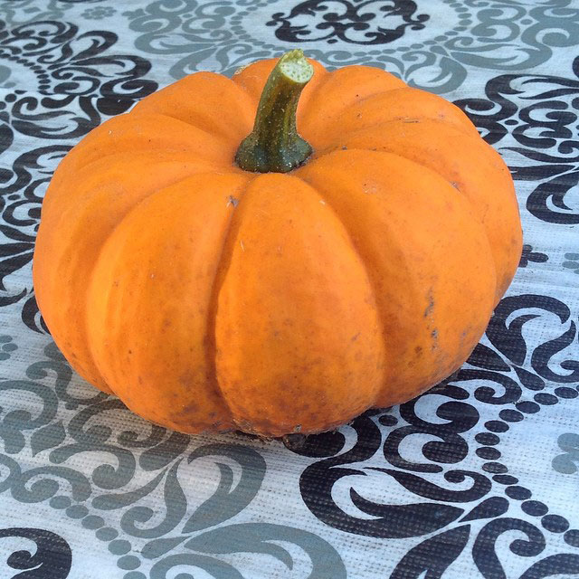Jack Be Little Pumpkin Seed