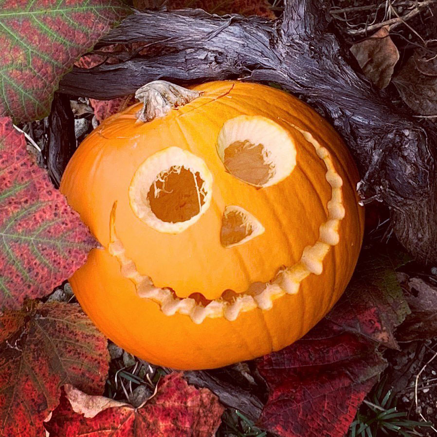 Jack O Lantern Pumpkin Seed