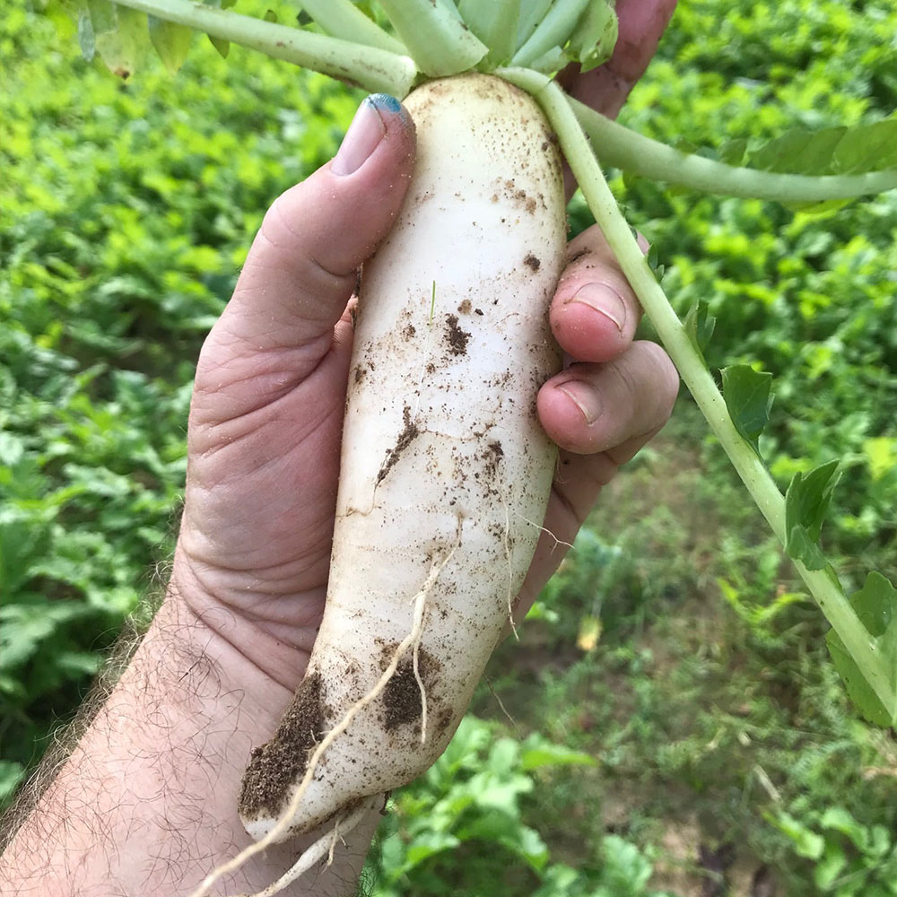 Jackhammer Coated Radish Seed, 50 Lb Bag