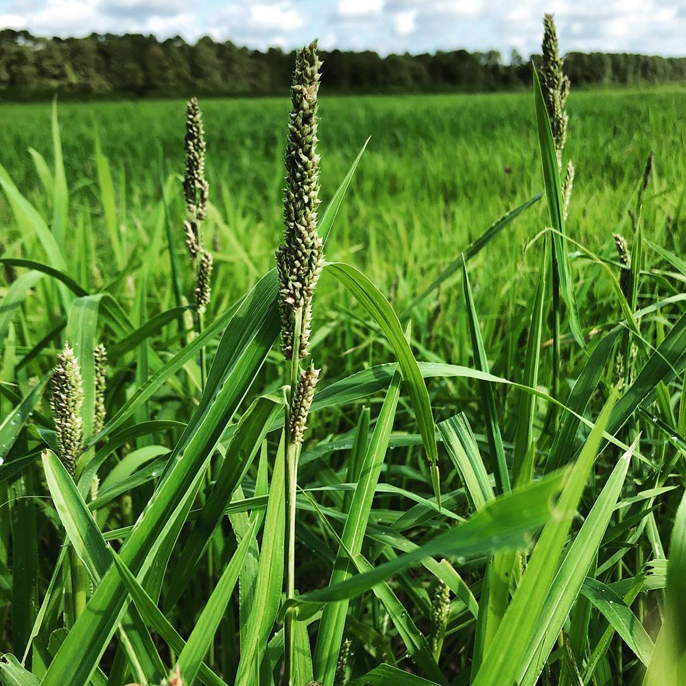 Japanese Millet Seed, 50 Lb Bag