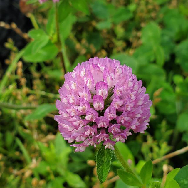 Kenland Red Clover Seed, 50 Lb Bag