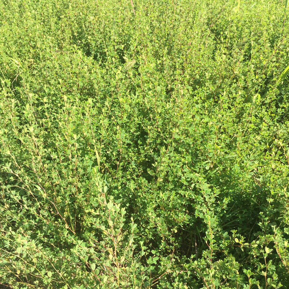 Korean Lespedeza Seed, 50 Lb Bag