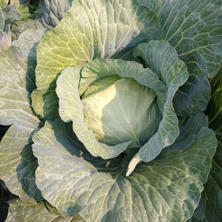 Premium Late Flat Cabbage Seed