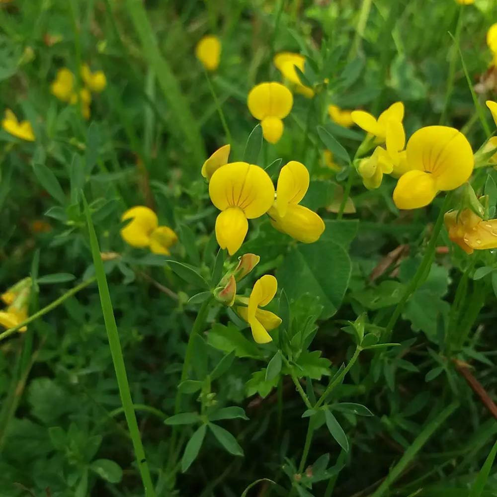Leo Birdsfoot Trefoil, 50 Lb Bag