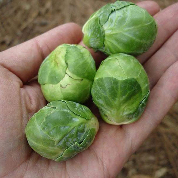 Long Island Brussel Sprout Seed