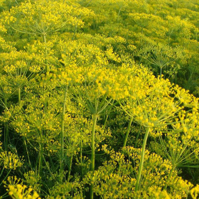 Long Island Mammoth Dill Seed