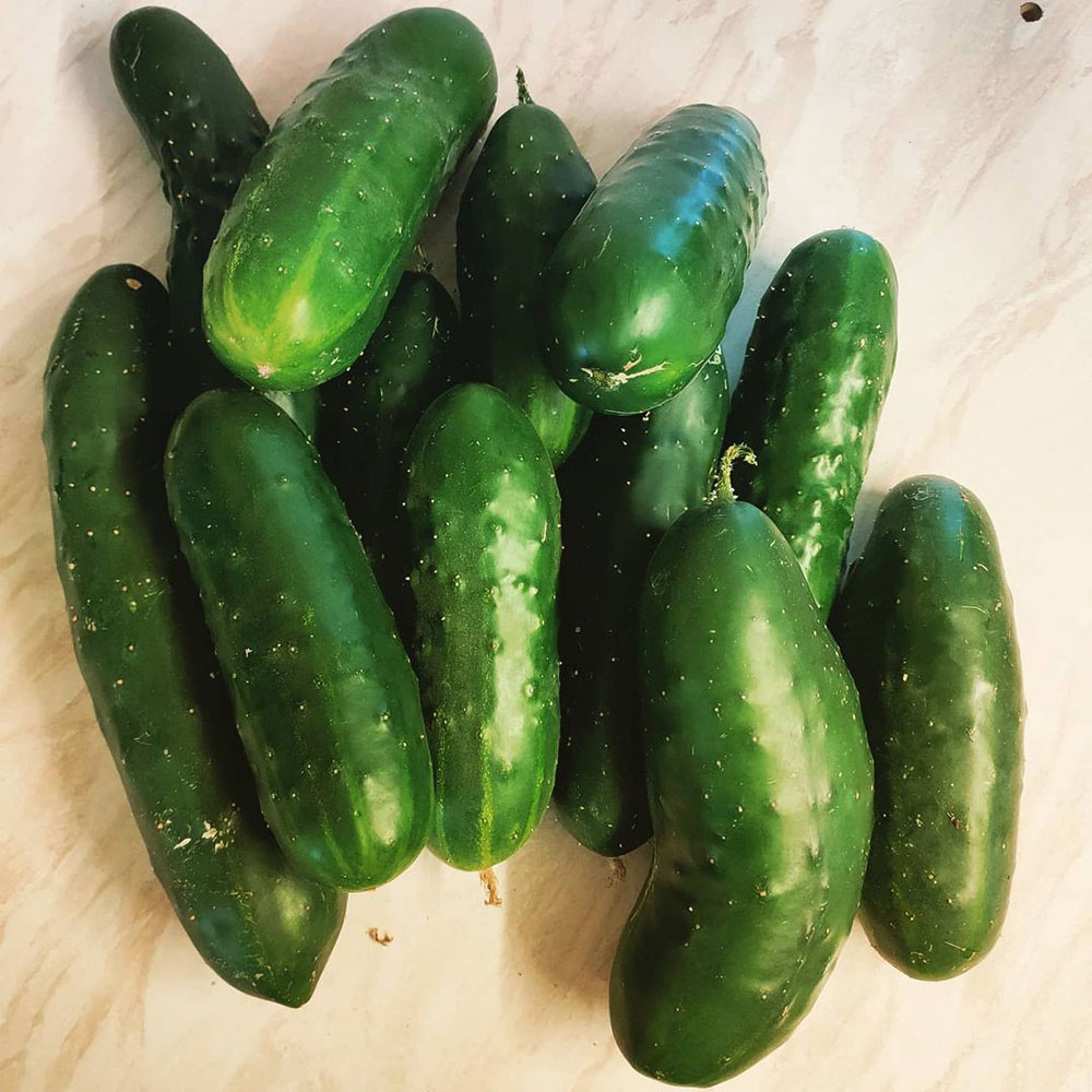Marketmore 76 Cucumber Seed