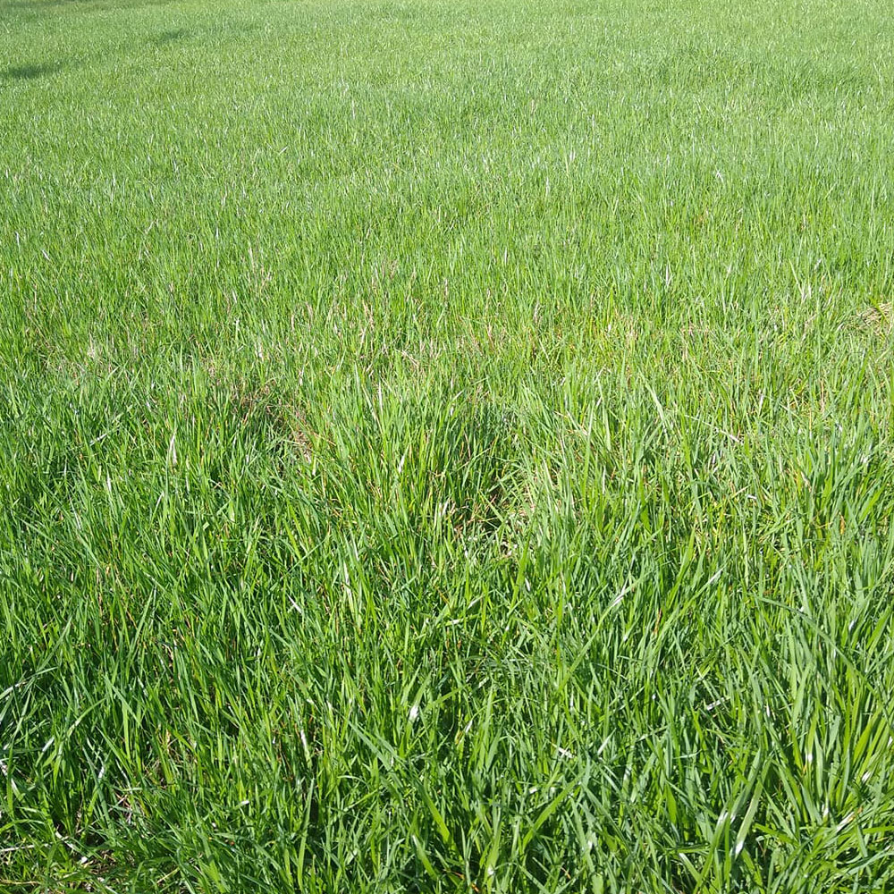 Marshall Annual Ryegrass Seed, 50 Lb Bag