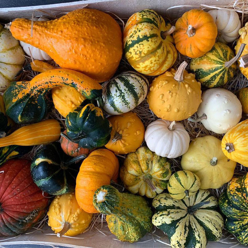 Small/Large Mixed Gourd Seed