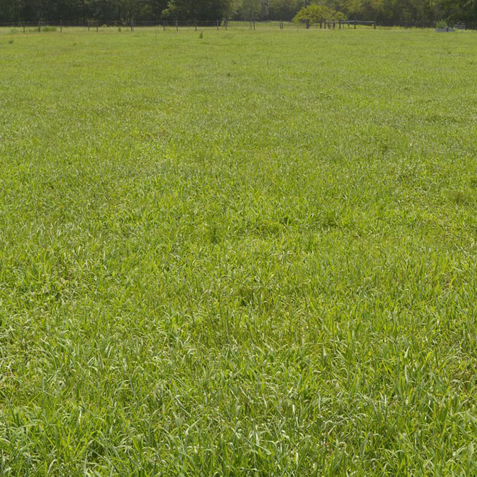 Mojo Coated Forage Crabgrass Seed, 25 Lb Bag