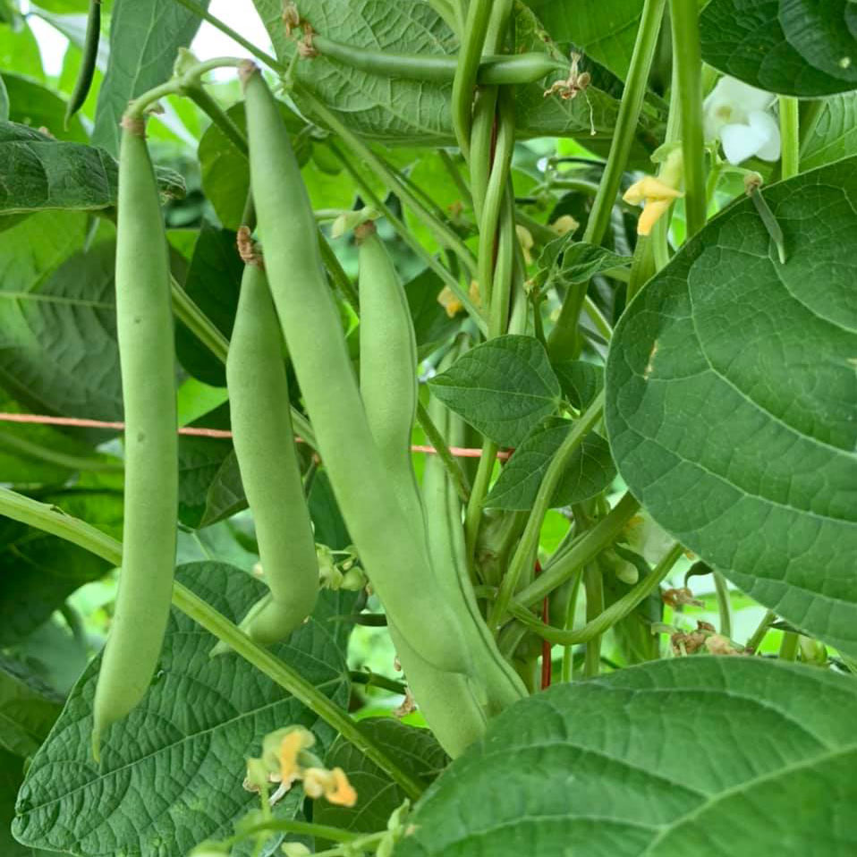 Mountaineer White 1/2 Runner Green Bean Seed
