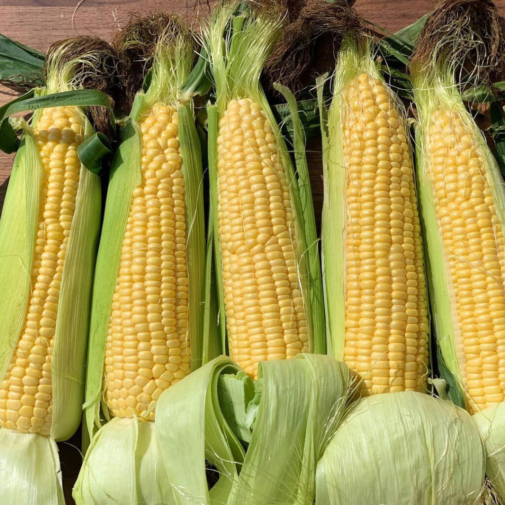 NK 199 Sweet Corn Seed