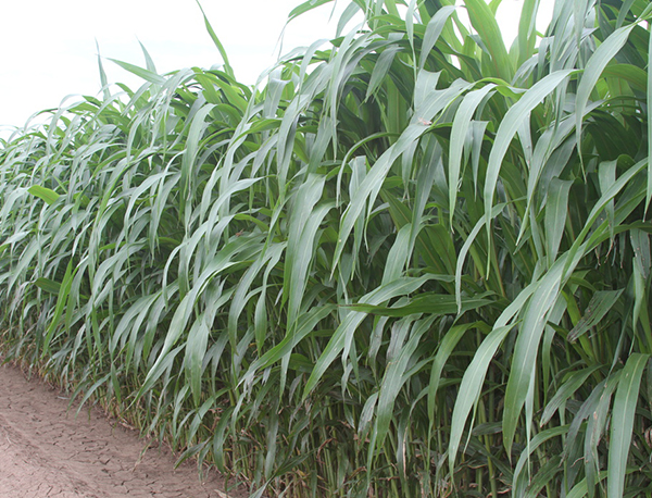 SWEET SIX BMR DRY STALK SORGHUM SUDANGRASS SEED 50 LB