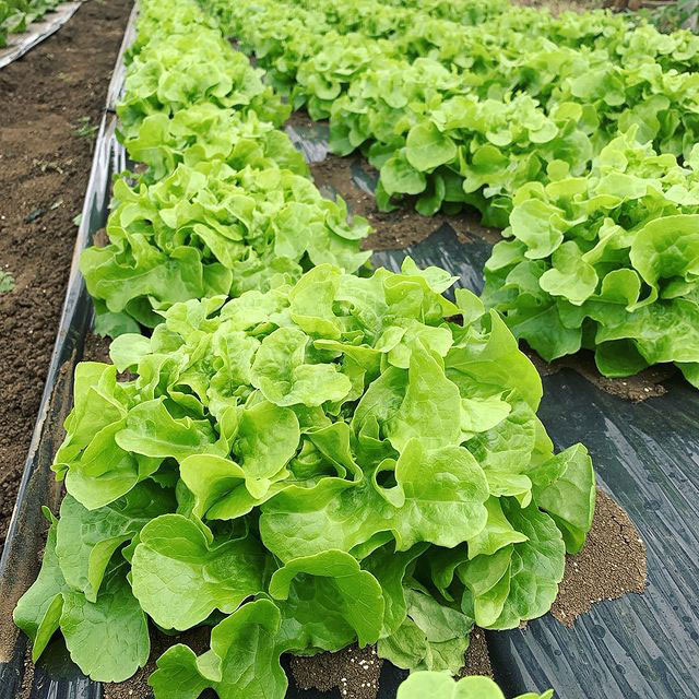 Oakleaf Lettuce Seed