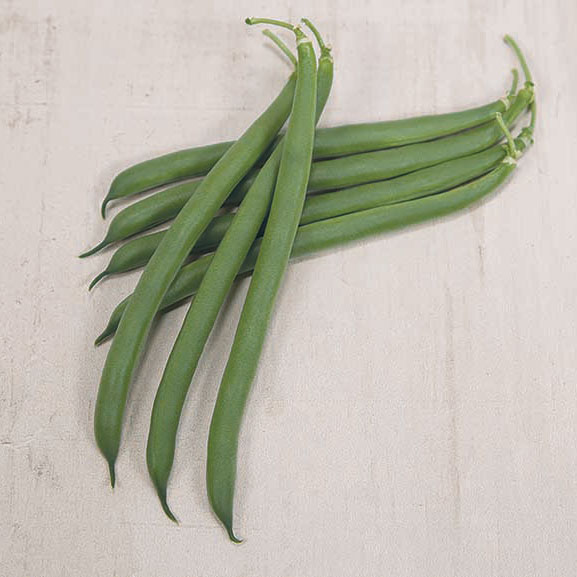 Outlaw Treated Bush Green Bean Seed