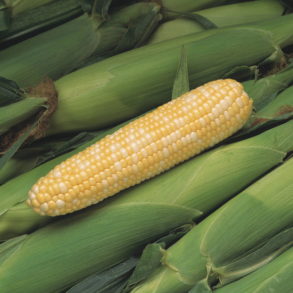 Peaches & Cream Sweet Corn Seed