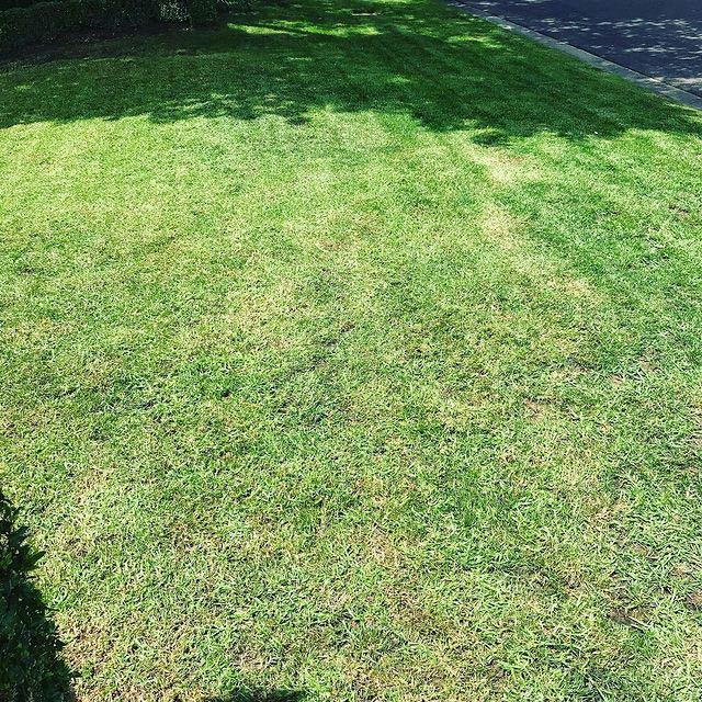 Plantwise Classic Lawn Turf Seed Mixture, 50 Lb Bag