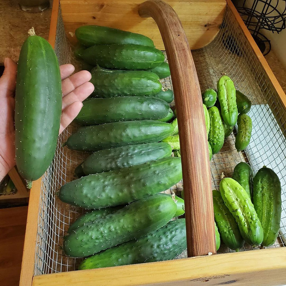 Poinsett 76 Cucumber Seed