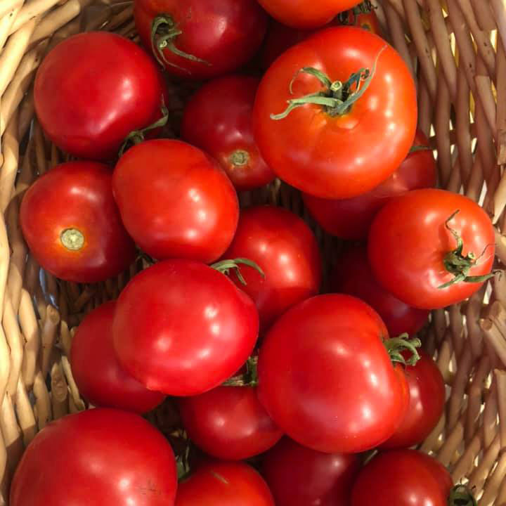 Ponderosa Pink Tomato Seed