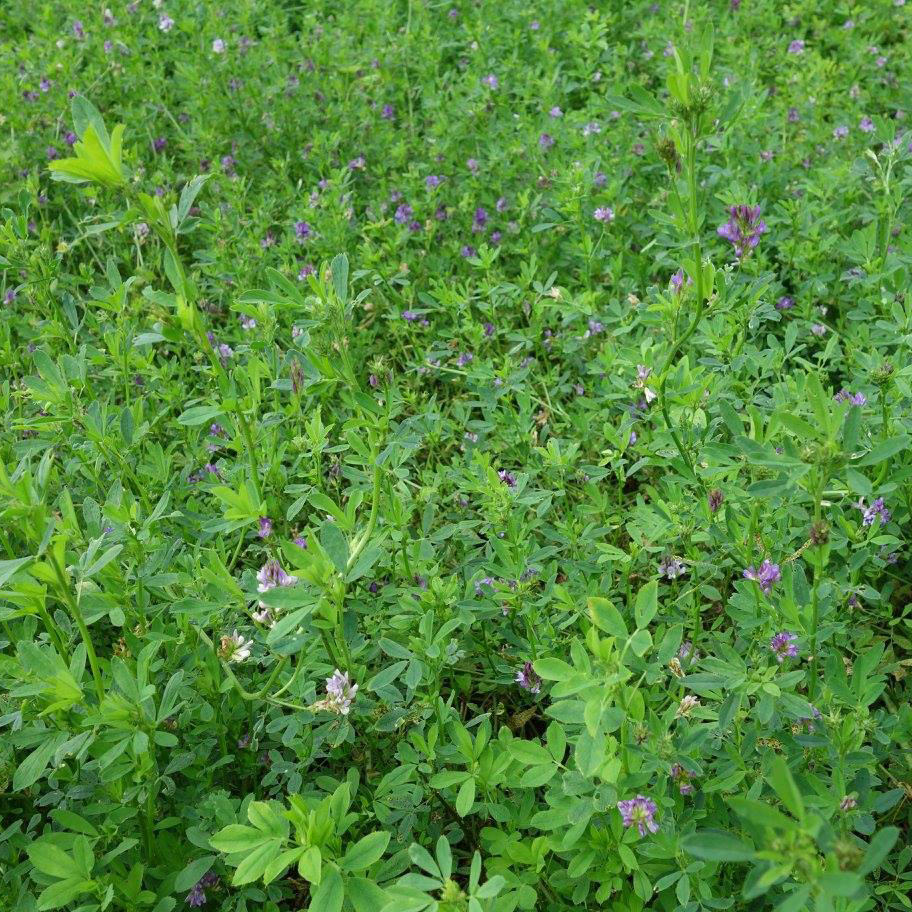 Powerstand RR Coated Alfalfa Seed, 50 Lb Bag