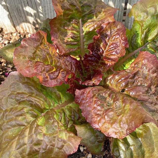 Prizeleaf Lettuce Seed