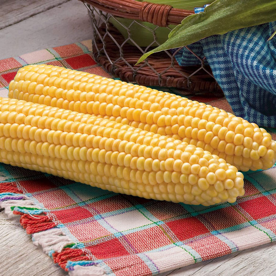 Protector Sweet Corn Seed, 2.5K, 10 per Case