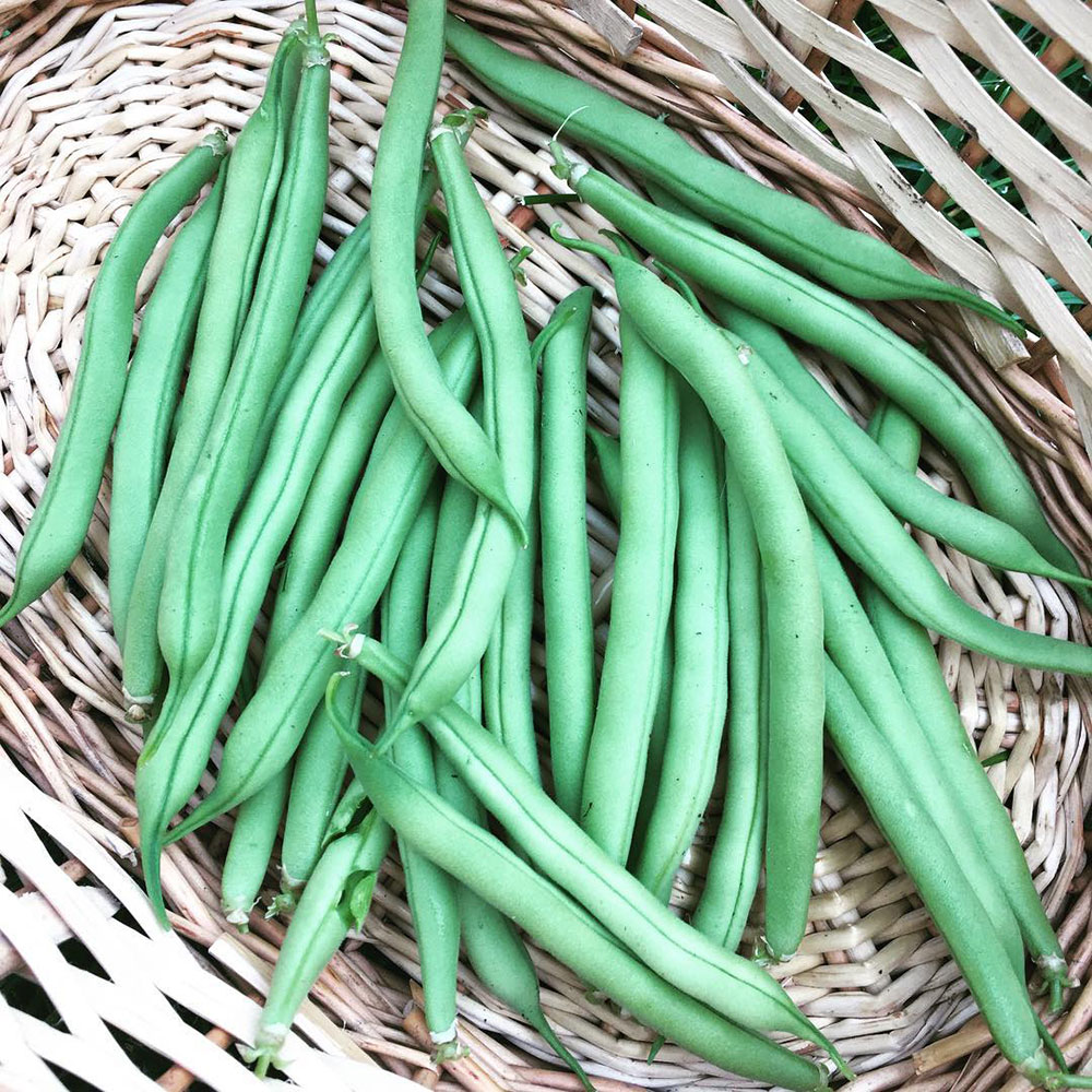 Provider Bush Green Bean Seed