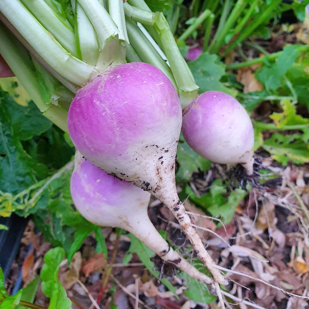 Purple Top White Globe Turnip Seed
