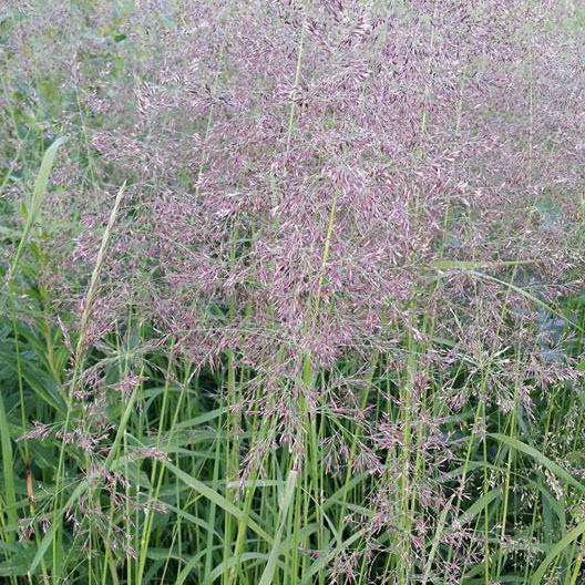 98% Pure Red Top Seed Variety Not Stated, 50 Lb Bag