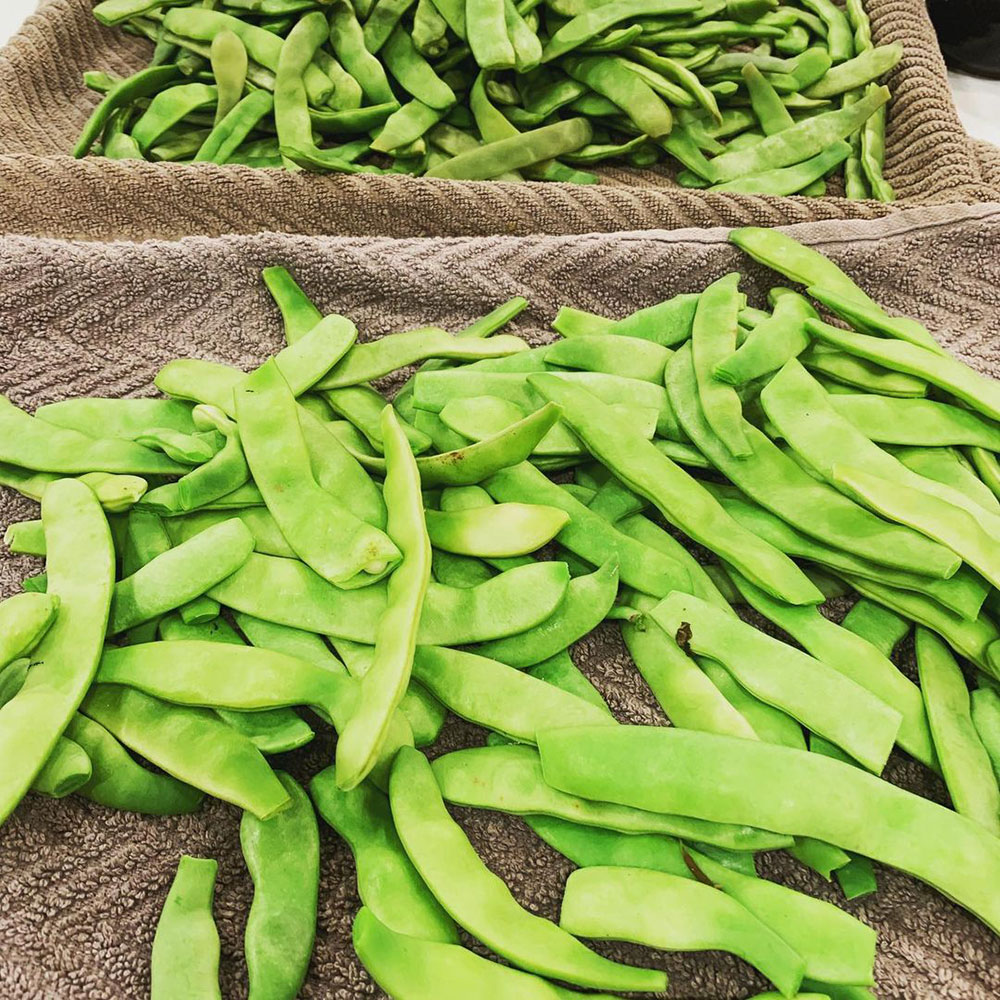 Roma II Bush Green Bean Seed