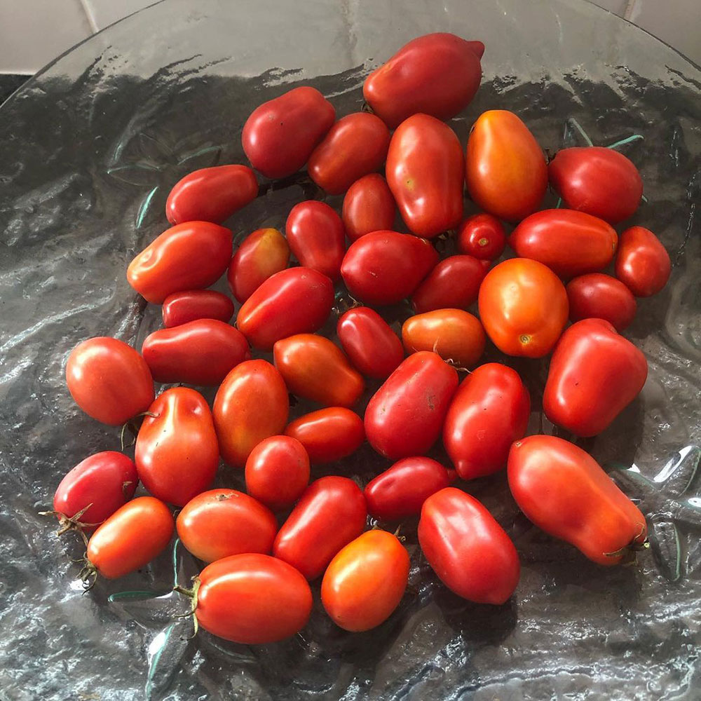 Roma VF Tomato Seed