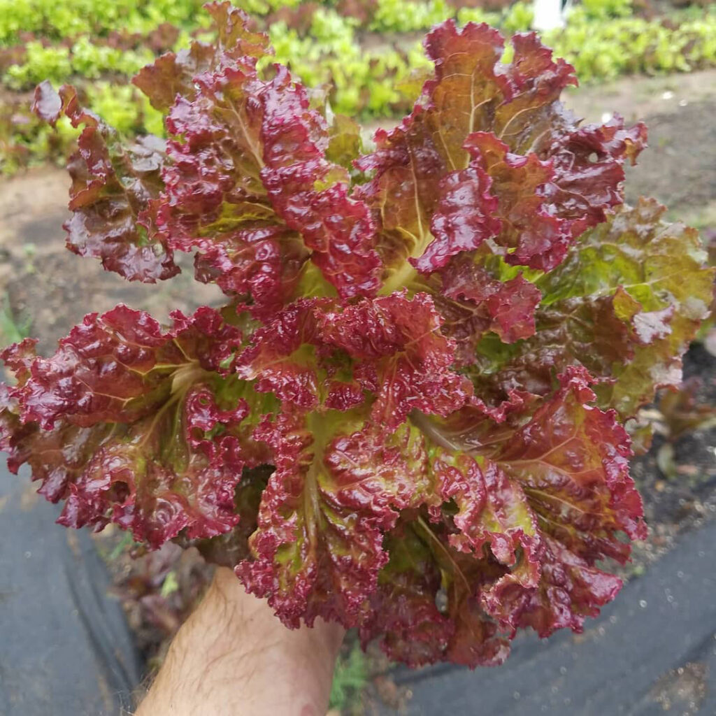 Ruby Red Lettuce Seed