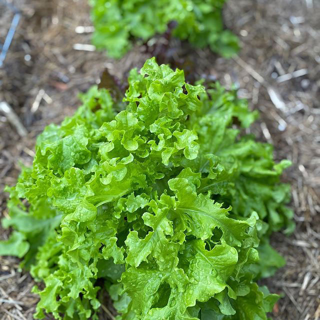 Salad Bowl Lettuce Seed