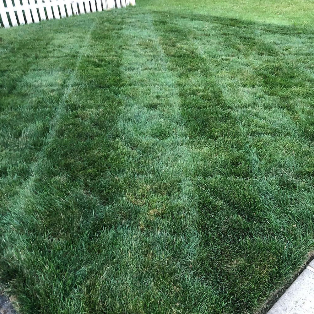 Selway Bluegrass Seed