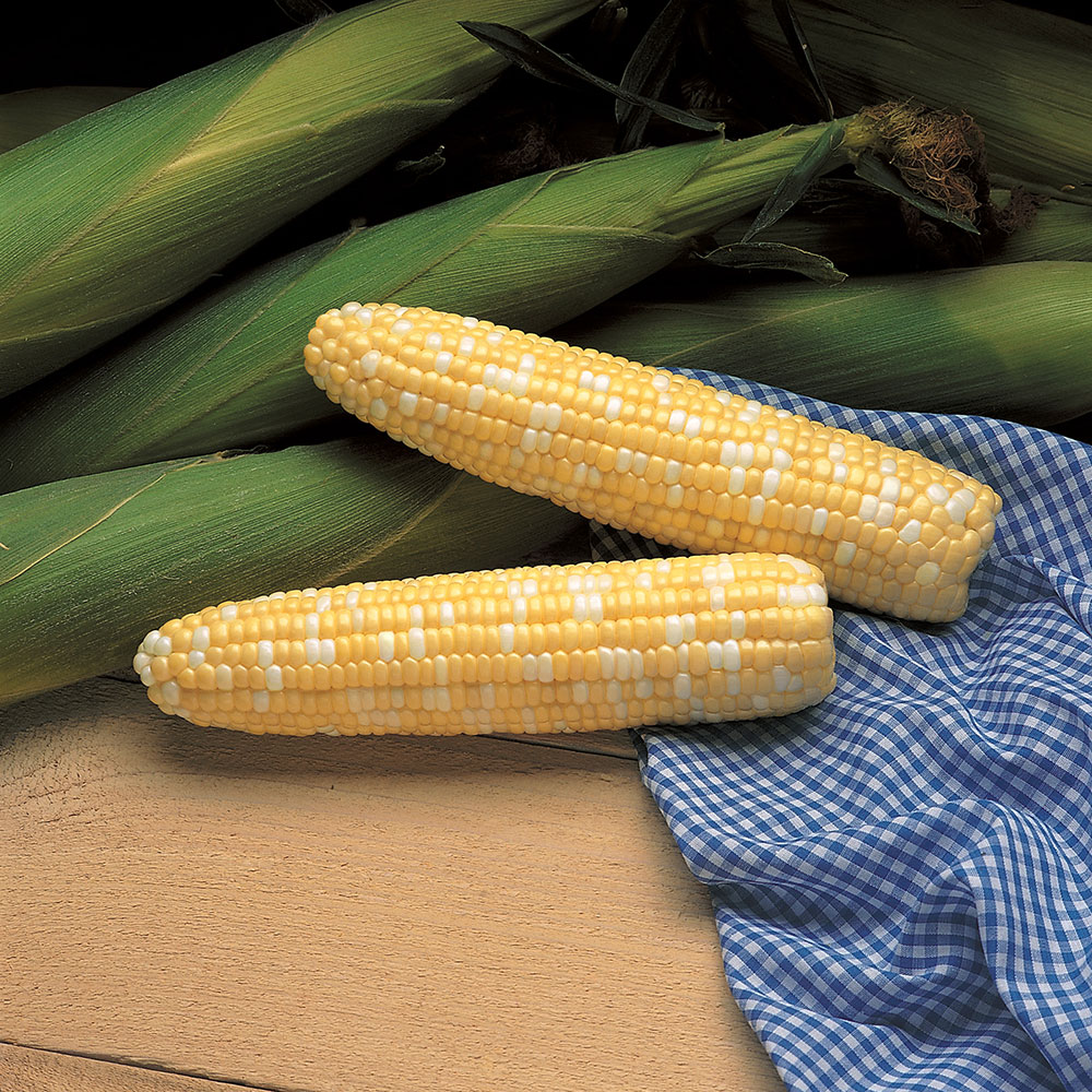 Serendipity Sweet Corn Seed